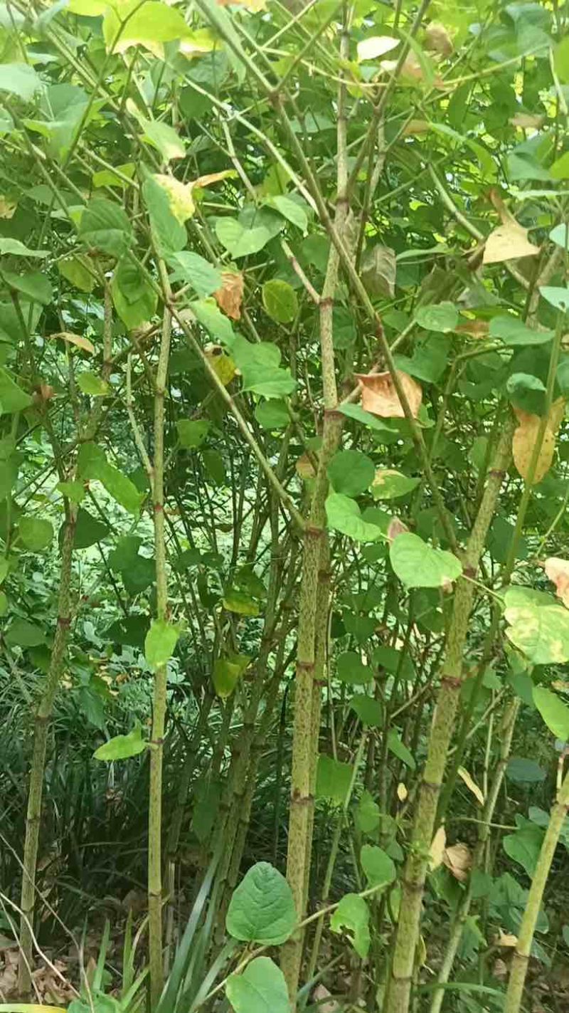 深山野生虎杖|药农匠心采收|天然草本力量|