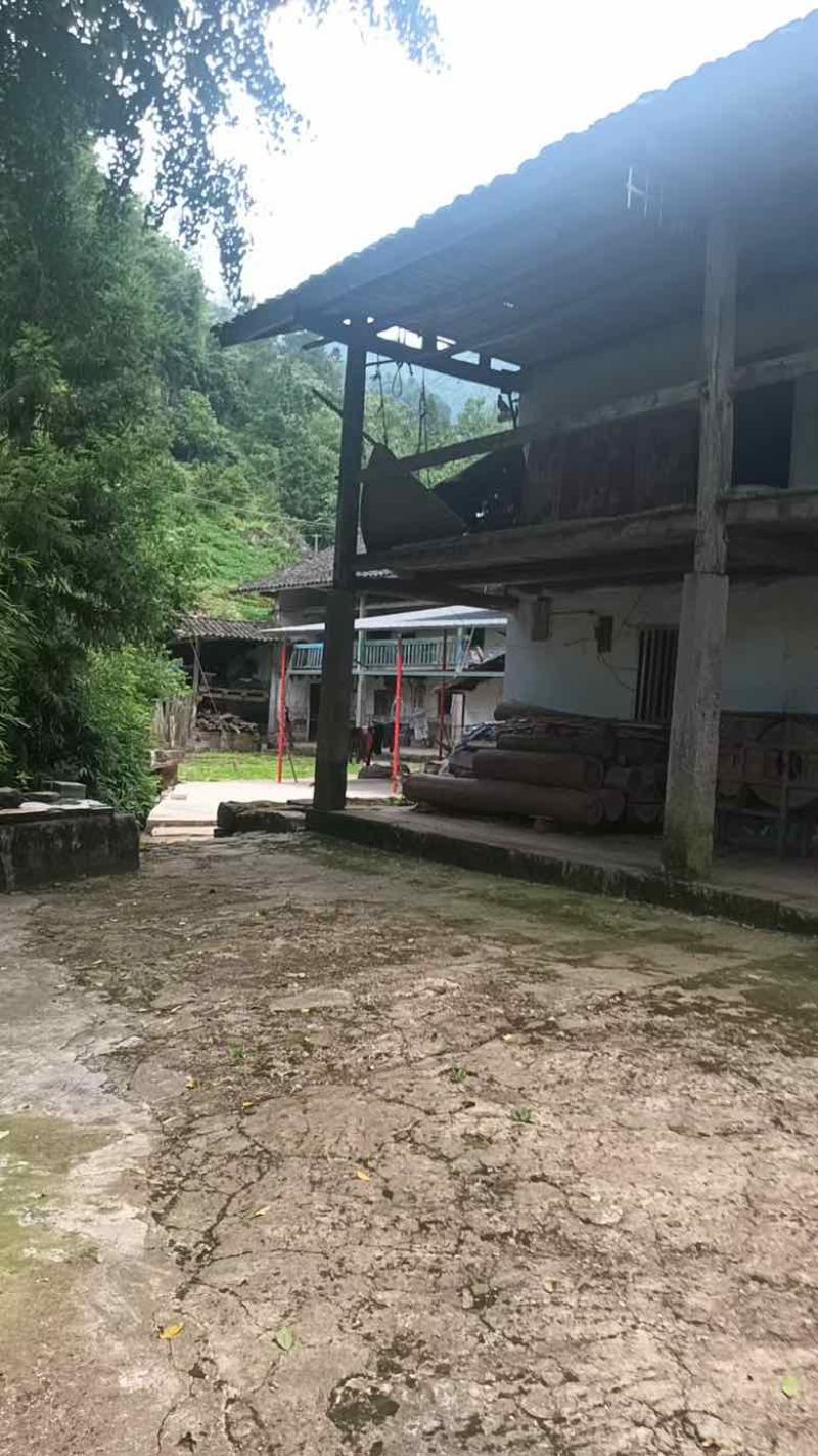 深山野生虎杖|药农匠心采收|天然草本力量|