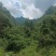 深山野生虎杖|药农匠心采收|天然草本力量|