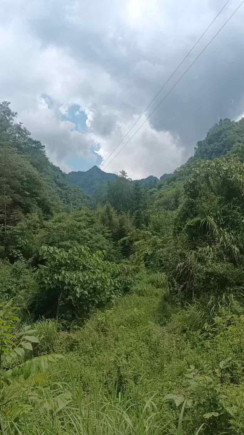 深山野生虎杖|药农匠心采收|天然草本力量|