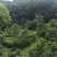 深山野生虎杖|药农匠心采收|天然草本力量|