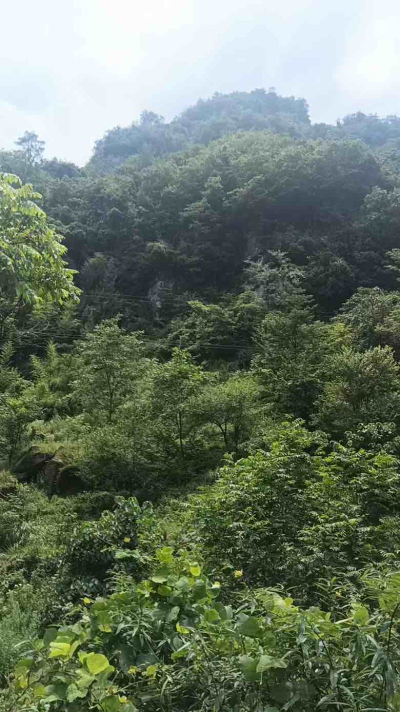 深山野生虎杖|药农匠心采收|天然草本力量|