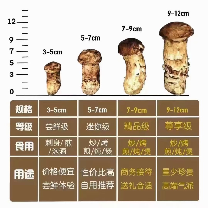 香格里拉新鲜松茸——丛林的万菌**。
