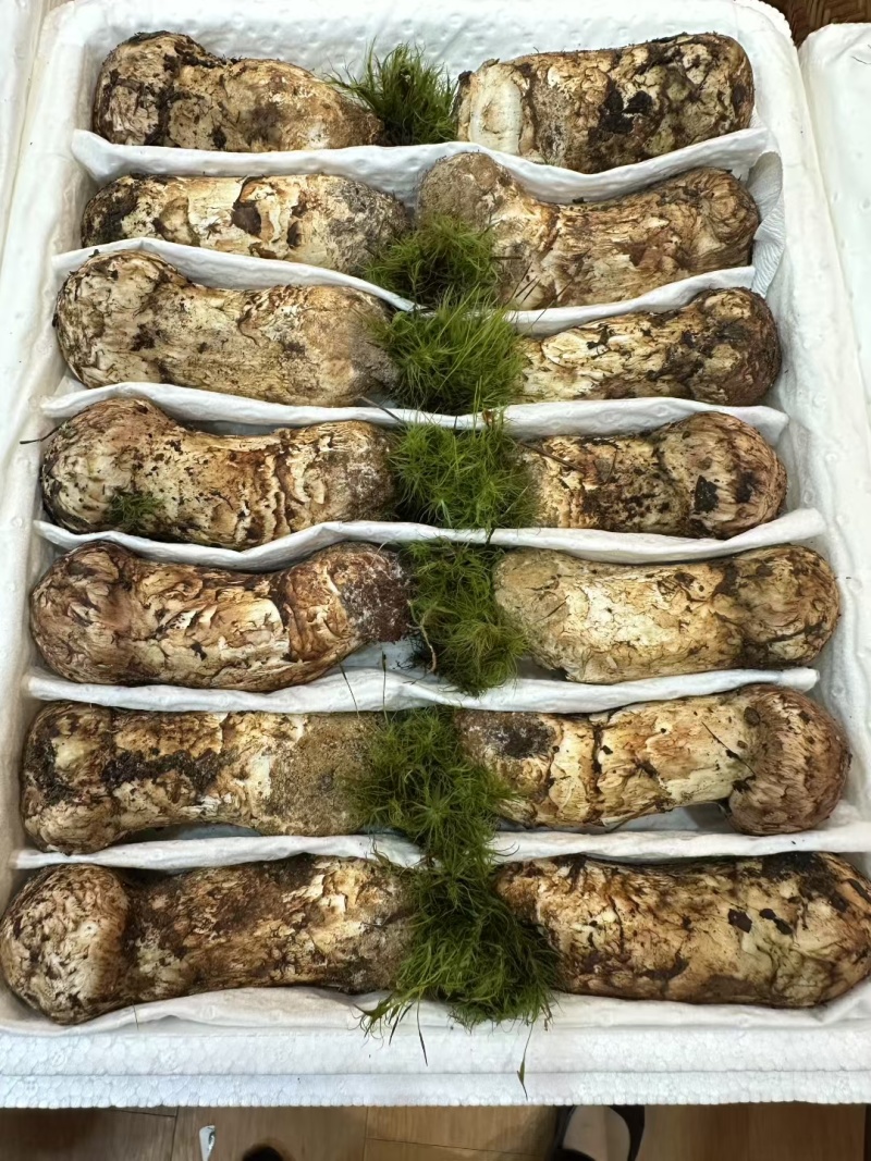 香格里拉新鲜松茸——丛林的万菌**。