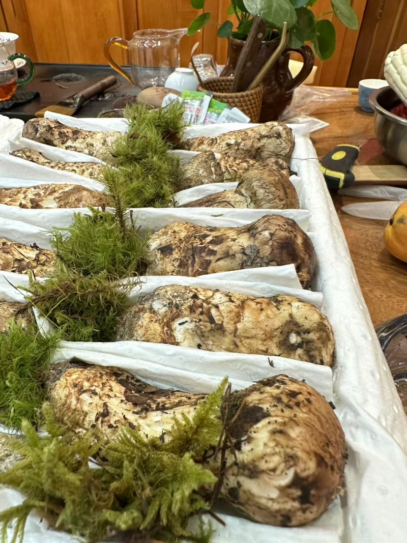香格里拉新鲜松茸——丛林的万菌**。