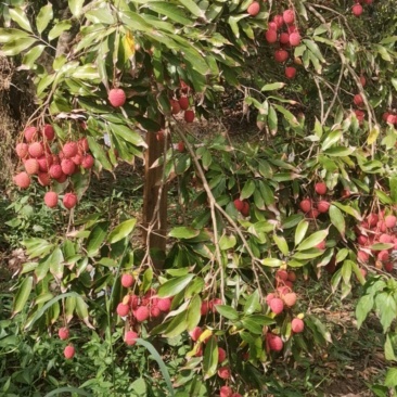 荔枝
