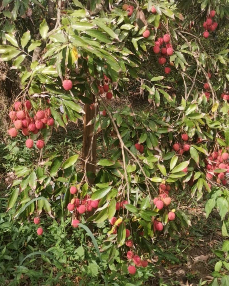 荔枝