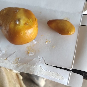 鸡黄