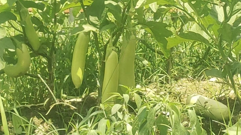 茄子