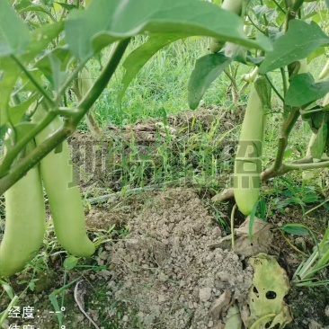 茄子