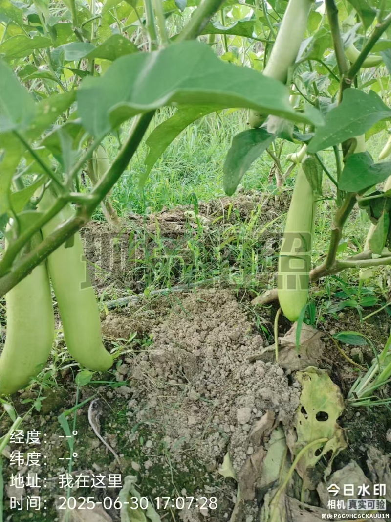 茄子