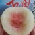 正宗古田水蜜桃（白凤桃，甜桃）