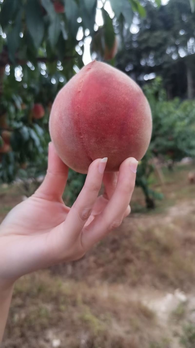 正宗古田水蜜桃（白凤桃，甜桃）