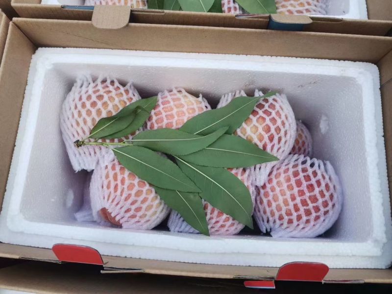 正宗古田水蜜桃（白凤桃，甜桃）