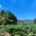 正宗古田水蜜桃（白凤桃，甜桃）