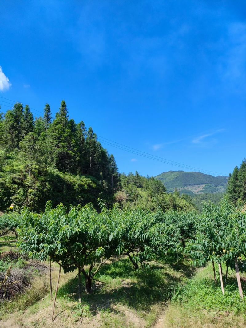 正宗古田水蜜桃（白凤桃，甜桃）