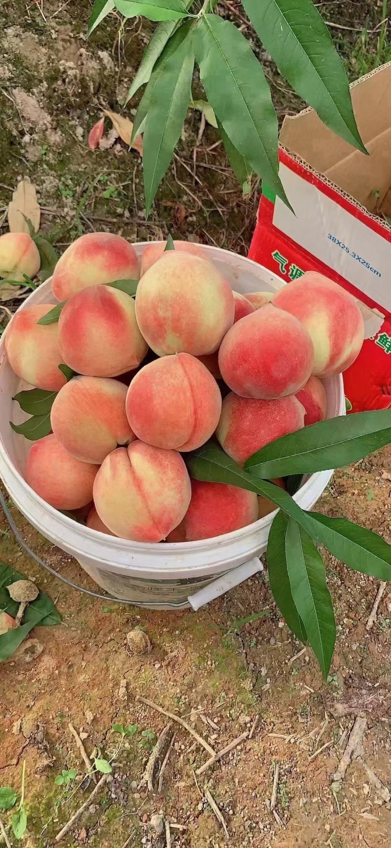 正宗古田水蜜桃（白凤桃，甜桃）