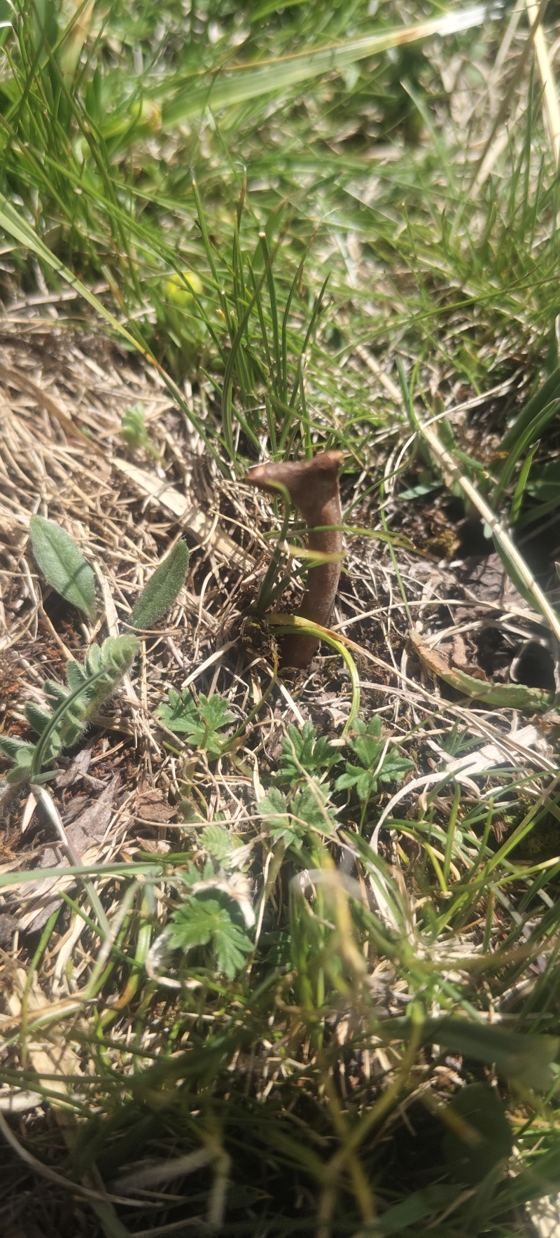 玉树治多冬虫夏草海拔4500米自己采挖的