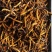 玉树治多冬虫夏草海拔4500米自己采挖的