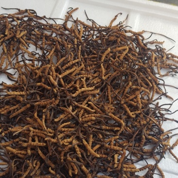 玉树治多冬虫夏草海拔4500米自己采挖的