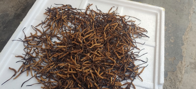 玉树治多冬虫夏草海拔4500米自己采挖的