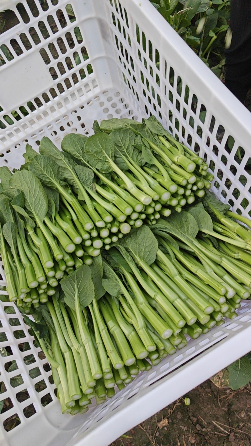 大棚菜心