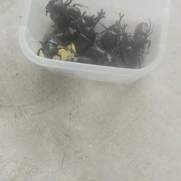 独角仙