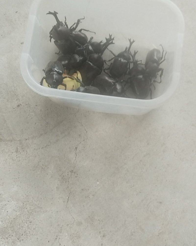 独角仙