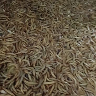 通货黄粉虫