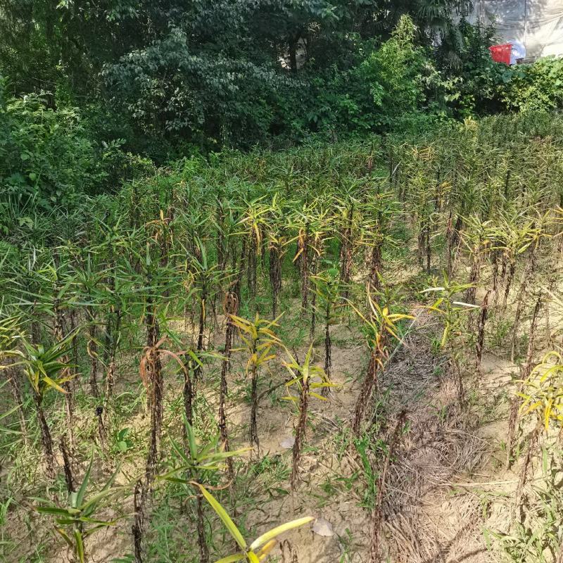 龙山百合