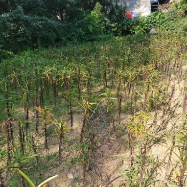 龙山百合