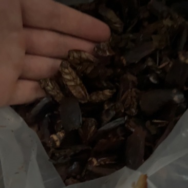 美洲大蠊干品（安徽宿州）