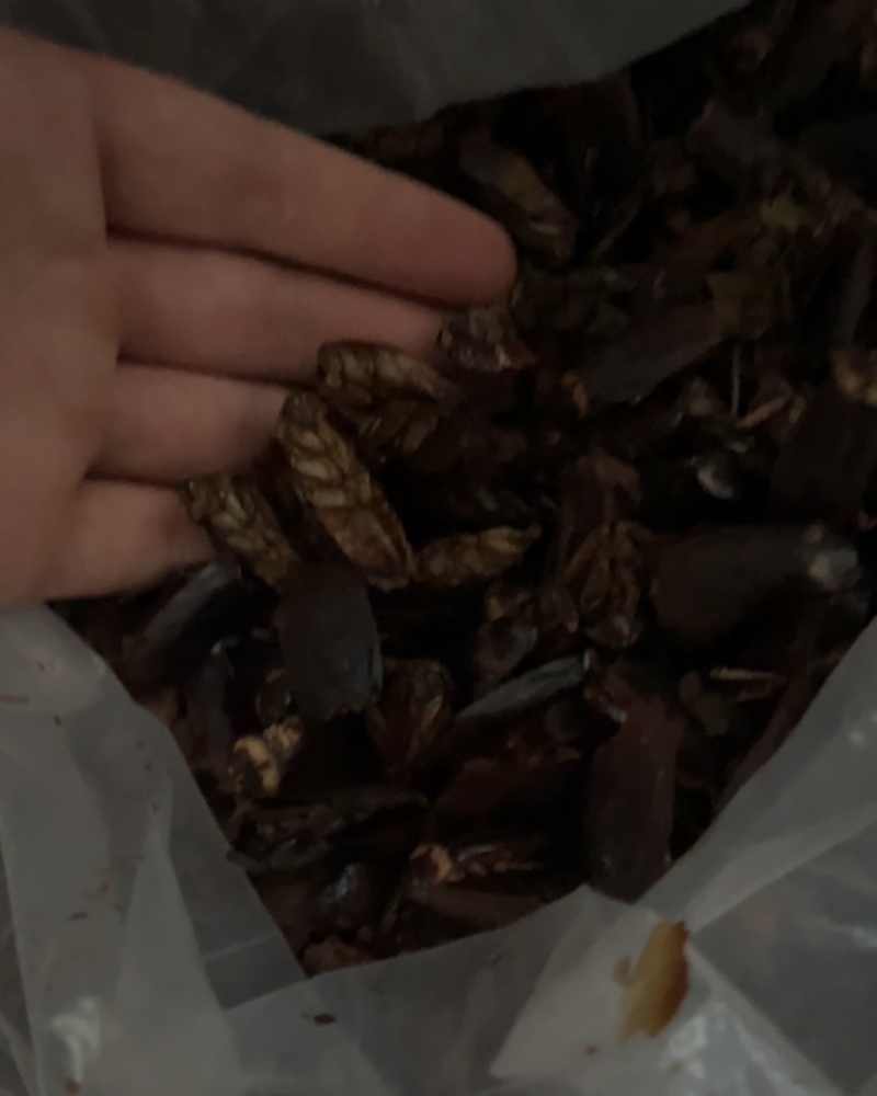 美洲大蠊干品（安徽宿州）