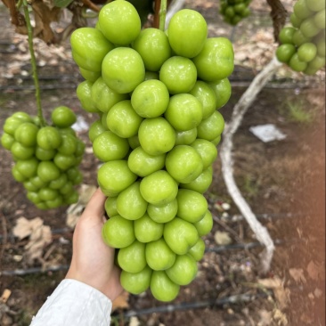 阳光玫瑰15g以上