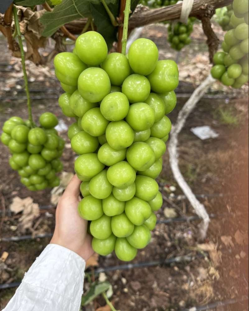 阳光玫瑰15g以上
