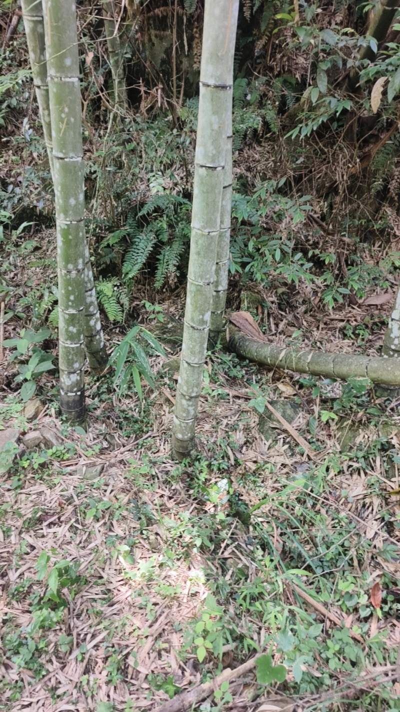 三年以上老毛竹