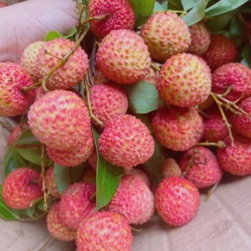 云浮桂味荔枝