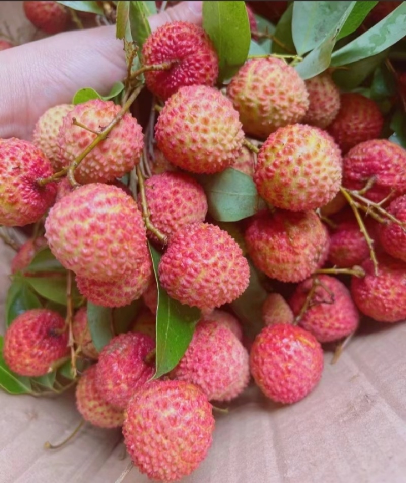 云浮桂味荔枝