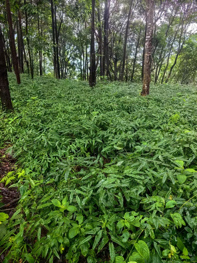 箭叶淫羊藿
