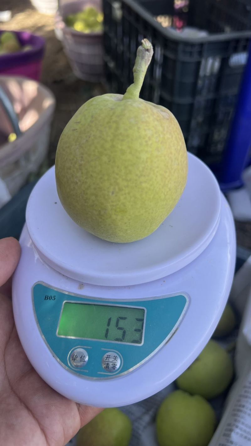 新疆香梨果园鲜货果农预售约500-700吨沟通谈价