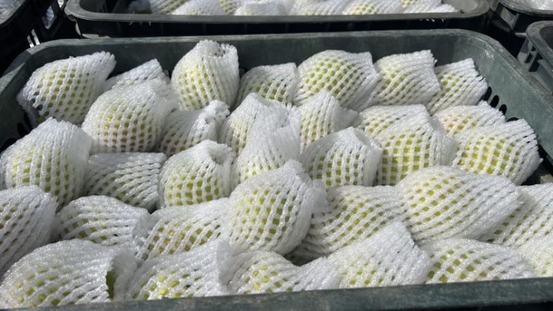 新疆香梨果园鲜货果农预售约500-700吨沟通谈价