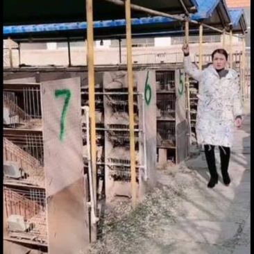 我是专门养兔人，需要联系我***********