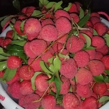 仙进奉荔枝
