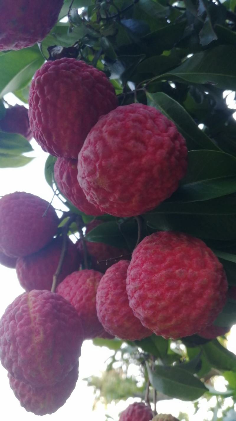 仙进奉荔枝