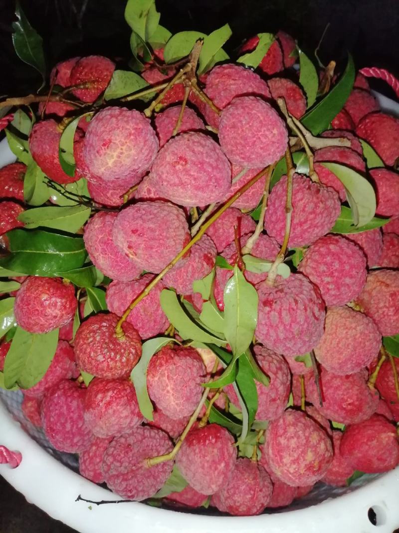 仙进奉荔枝