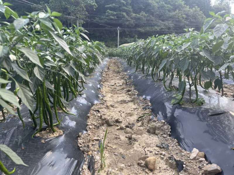 贵州青线椒8号，3号，7号青线椒大量上市了
