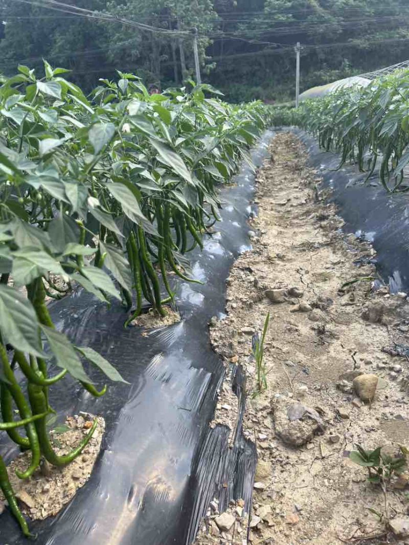 贵州青线椒8号，3号，7号青线椒大量上市了