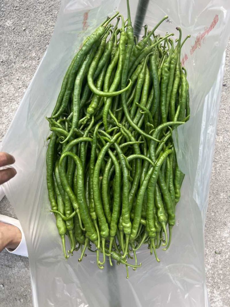 贵州青线椒8号，3号，7号青线椒大量上市了