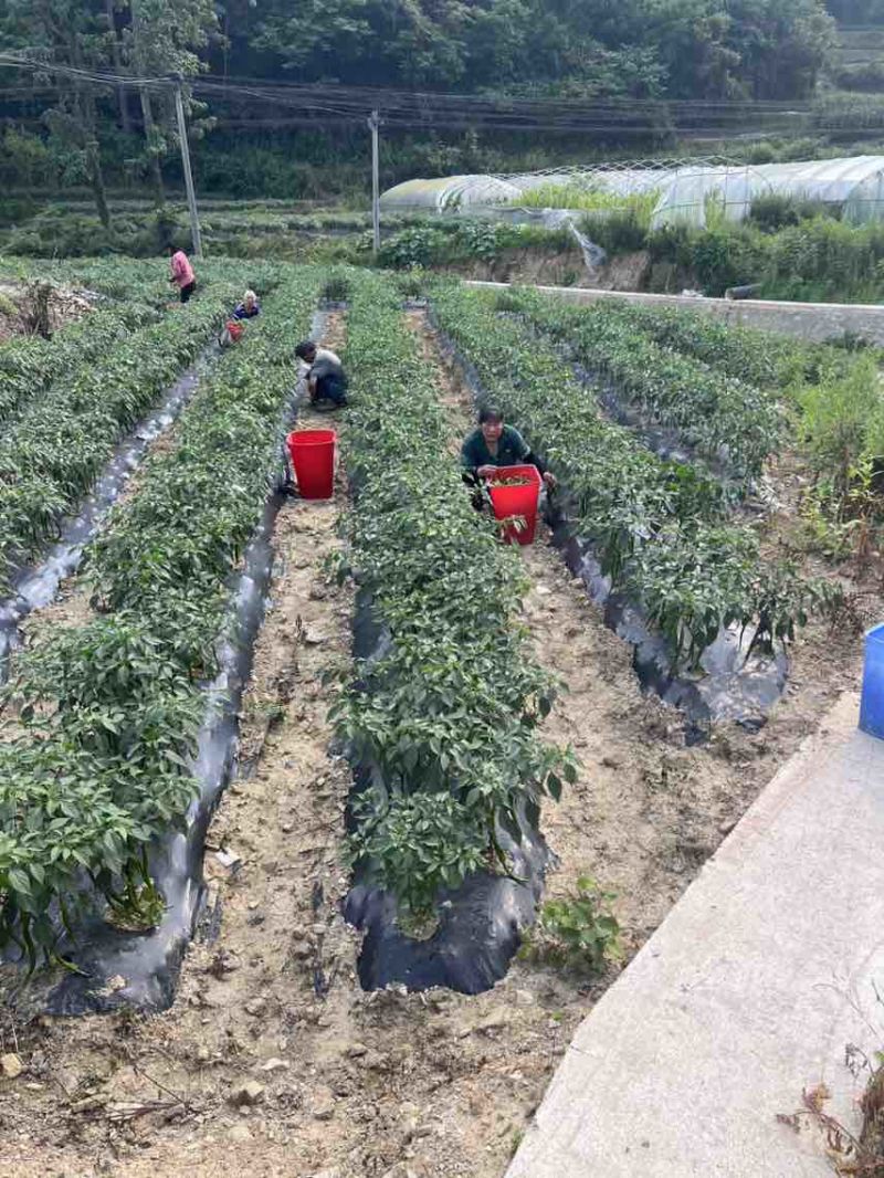 贵州青线椒8号，3号，7号青线椒大量上市了