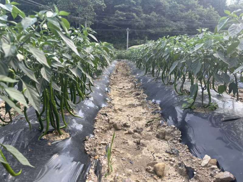 贵州青线椒8号，3号，7号青线椒大量上市了